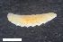  (Lasioptera rubi - ZFMK-TIS-19170)  @11 [ ] CreativeCommons  Attribution Share-Alike (by-sa) 384 (2013) Unspecified Zoologisches Forschungsmuseum Alexander Koenig