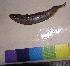  (Lepidocephalichthys guntea - NBGA04)  @12 [ ] CreativeCommons - Attribution Share-Alike (2012) Vikas Kalyankar Paul Hebert Centre for DNA Barcoding and Biodiversity Studies