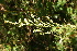  (Artemisia maximovicziana - ABSDA-03)  @11 [ ] No Rights Reserved  no no