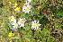  (Erigeron koraginensis - ABSDA-38)  @11 [ ] No Rights Reserved  no no