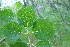  (Betula ermanii x Betula middendorffii - ABSDA-39)  @11 [ ] No Rights Reserved  no no