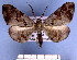  (Hypochrosis pyrrhophaeata - BC ZSM Lep 11790)  @14 [ ] Copyright (2010) Unspecified SNSB, Zoologische Staatssammlung Muenchen