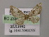  ( - BC ZSM Lep 12777)  @14 [ ] CreativeCommons - Attribution Non-Commercial Share-Alike (2010) Axel Hausmann/Bavarian State Collection of Zoology (ZSM) SNSB, Zoologische Staatssammlung Muenchen