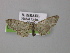  (Eupithecia quercetica - BC ZSM Lep 00428)  @14 [ ] CreativeCommons - Attribution Non-Commercial Share-Alike (2010) Unspecified SNSB, Zoologische Staatssammlung Muenchen