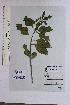  (Bignonia alliacea - DNAFR001559)  @11 [ ] Copyright (2016) Gujarat Biodiversity Gene Bank, GSBTM, DST, GoG Gujarat Biodiversity Gene Bank, GSBTM, DST, GoG