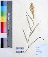  (Eragrostis cilliansis - DNAFR000309)  @11 [ ] Unspecified (default): All Rights Reserved  Gujarat Biodiversity Gene Bank, GSBTM, DST, GoG Gujarat Biodiversity Gene Bank, GSBTM, DST, GoG
