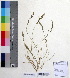  (Eragrostis ciliata - DNAFR000370)  @11 [ ] Copyright (2014) Gujarat Biodiversity Gene Bank, GSBTM, DST, GoG Gujarat Biodiversity Gene Bank, GSBTM, DST, GoG
