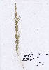  (Eragrostis japonica - DNAFR000895)  @11 [ ] Copyright  Gujarat Biodiversity Gene Bank, GSBTM, DST, GoG Gujarat Biodiversity Gene Bank, GSBTM, DST, GoG