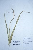 (Spodiopogon cotulifer - DNAFR000323)  @11 [ ] Unspecified (default): All Rights Reserved  Gujarat Biodiversity Gene Bank, GSBTM, DST, GoG Gujarat Biodiversity Gene Bank, GSBTM, DST, GoG