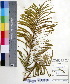  (Parkia biglandulosa - DNAFR000541)  @11 [ ] Copyright (2014) Gujarat Biodiversity Gene Bank, GSBTM, DST, GoG Gujarat Biodiversity Gene Bank, GSBTM, DST, GoG