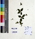  (Rhinacanthus nasutus - DNAFR000596)  @11 [ ] Copyright (2014) Gujarat Biodiversity Gene Bank, GSBTM, DST, GoG Gujarat Biodiversity Gene Bank, GSBTM, DST, GoG