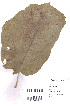  (Pterospermum acerifolium - DNAFR000731)  @11 [ ] Copyright (2015) Gujarat Biodiversity Gene Bank, GSBTM, DST, GoG Gujarat Biodiversity Gene Bank, GSBTM, DST, GoG