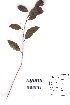  ( - DNAFR000745)  @11 [ ] Copyright (2015) Gujarat Biodiversity Gene Bank, GSBTM, DST, GoG Gujarat Biodiversity Gene Bank, GSBTM, DST, GoG
