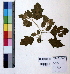  (Solanum incanum - DNAFR000808)  @11 [ ] Copyright (2015) Gujarat Biodiversity Gene Bank Gujarat Biodiversity Gene Bank, GSBTM, DST, GoG, India