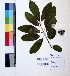  (Couroupita guianensis - DNAFR000968)  @11 [ ] Copyright (2015) Gujarat Biodiversity Gene Bank Gujarat Biodiversity Gene Bank, GSBTM, DST, GoG, India