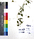  (Chaerophyllum reflexum - DNAFR001058)  @11 [ ] Copyright (2015) Gujarat Biodiversity Gene Bank, GSBTM, DST, GoG Gujarat Biodiversity Gene Bank, GSBTM, DST, GoG