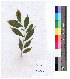  (Aquilaria agalloche - DNAFR000130)  @11 [ ] Copyright (2013) Gujarat Biodiversity Gene Bank, GSBTM, GoG, India. Gujarat Biodiversity Gene Bank, GSBTM, GoG, India.