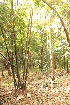  ( - DNAFR001536)  @11 [ ] Copyright (2016) Gujarat Biodiversity Gene Bank Gujart Biodiversity Gene Bank