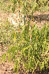  ( - DNAFR001544)  @11 [ ] Copyright (2016) Gujarat Biodiversity Gene Bank Gujart Biodiversity Gene Bank