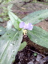  (Commelina paludosa - DNAFR001363)  @11 [ ] Copyright (2015) Gujarat Biodiversity Gene Bank, GSBTM, DST, GoG Gujarat Biodiversity Gene Bank, GSBTM, DST, GoG