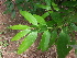  (Cinnamomum verum - DNAFR000839)  @11 [ ] Copyright (2014) Gujarat Biodiversity Gene Bank, GSBTM, DST, GoG Gujarat Biodiversity Gene Bank, GSBTM, DST, GoG
