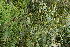  (Woodfordia floribunda - DNAFR001195)  @11 [ ] Copyright (2015) Gujarat Biodiversity Gene Bank, GSBTM, DST, GoG Gujarat Biodiversity Gene Bank, GSBTM, DST, GoG