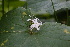  (Trichosanthes cucumerina - DNAFR000946)  @11 [ ] Copyright (2014) Gujarat Biodiversity Gene Bank, GSBTM, DST, GoG Gujarat Biodiversity Gene Bank, GSBTM, DST, GoG