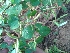  (Alysicarpus ovalifolius - DNAFR000947)  @11 [ ] Copyright (2014) Gujarat Biodiversity Gene Bank, GSBTM, DST, GoG Gujarat Biodiversity Gene Bank, GSBTM, DST, GoG