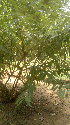  ( - DNAFR001098)  @11 [ ] Copyright (2015) Gujarat Biodiversity Gene Bank, GSBTM, DST, GoG Gujarat Biodiversity Gene Bank, GSBTM, DST, GoG