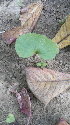  ( - DNAFR001099)  @11 [ ] Copyright (2015) Gujarat Biodiversity Gene Bank, GSBTM, DST, GoG Gujarat Biodiversity Gene Bank, GSBTM, DST, GoG