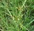  (Cyperus exaltatus - DNAFR000905)  @11 [ ] Copyright (2014) Gujarat Biodiversity Gene Bank, GSBTM, DST, GoG Gujarat Biodiversity Gene Bank, GSBTM, DST, GoG