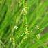  (Cyperus alulatus - DNAFR000912)  @11 [ ] Copyright (2014) Gujarat Biodiversity Gene Bank, GSBTM, DST, GoG Gujarat Biodiversity Gene Bank, GSBTM, DST, GoG