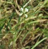  (Alysicarpus racemosus - DNAFR000999)  @11 [ ] Copyright (2015) Gujarat Biodiversity Gene Bank, GSBTM, DST, GoG Gujarat Biodiversity Gene Bank, GSBTM, DST, GoG
