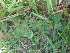  (Ammannia senegalensis - DNAFR000854)  @11 [ ] Copyright (2014) Gujarat Biodiversity Gene Bank, GSBTM, DST, GoG Gujarat Biodiversity Gene Bank, GSBTM, DST, GoG