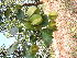  (Terminalia crenulata - DNAFR000874)  @11 [ ] Copyright (2014) Gujarat Biodiversity Gene Bank, GSBTM, DST, GoG Gujarat Biodiversity Gene Bank, GSBTM, DST, GoG