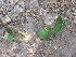  (Paracalyx scariosus - DNAFR001039)  @11 [ ] Copyright (2015) Gujarat Biodiversity Gene Bank, GSBTM, DST, GoG Gujarat Biodiversity Gene Bank, GSBTM, DST, GoG