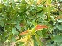  (Woodfordia fruticosa - DNAFR001342)  @11 [ ] Copyright (2015) Gujarat Biodiversity Gene Bank, GSBTM, DST, GoG Gujarat Biodiversity Gene Bank, GSBTM, DST, GoG