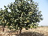  ( - DNAFR001209)  @11 [ ] Copyright (2015) Gujarat Biodiversity Gene Bank, GSBTM, DST, GoG Gujarat Biodiversity Gene Bank, GSBTM, DST, GoG