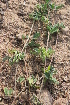  (Indigofera angulosa - DNAFR001385)  @11 [ ] Copyright (2016) Gujarat Biodiversity Gene Bank, GSBTM, DST, GoG Gujarat Biodiversity Gene Bank, GSBTM, DST, GoG