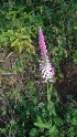  (Celosia argentea - DNAFR001437)  @11 [ ] Copyright (2016) Gujarat Biodiversity Gene Bank, GSBTM, DST, GoG Gujarat Biodiversity Gene Bank, GSBTM, DST, GoG