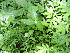  (Impatiens minor - DNAFR001698)  @11 [ ] Copyright (2016) Gujarat Biodiversity Gene Bank, GSBTM, DST, GoG Gujarat Biodiversity Gene Bank, GSBTM, DST, GoG