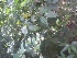  ( - DNAFR001706)  @11 [ ] Copyright (2016) Gujarat Biodiversity Gene Bank, GSBTM, DST, GoG Gujarat Biodiversity Gene Bank, GSBTM, DST, GoG