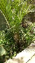  (Ravenea hildebrandtii - DNAFR001674)  @11 [ ] Copyright (2016) Gujarat Biodiversity Gene Bank, GSBTM, DST, GoG Gujarat Biodiversity Gene Bank