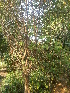  (Bauhinia variegata var. candida - DNAFR001780)  @11 [ ] Copyright (2017) Gujarat Biodiversity Gene Bank, GSBTM, DST, GoG Gujarat Biodiversity Gene Bank, GSBTM, DST, GoG