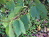  (Bauhinia blakeana - DNAFR001790)  @11 [ ] Copyright (2017) Gujarat Biodiversity Gene Bank, GSBTM, DST, GoG Gujarat Biodiversity Gene Bank, GSBTM, DST, GoG