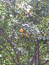  ( - DNAFR001797)  @11 [ ] Copyright (2017) Gujarat Biodiversity Gene Bank, GSBTM, DST, GoG Gujarat Biodiversity Gene Bank, GSBTM, DST, GoG