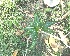  (Strophanthus boivinii - DNAFR001812)  @11 [ ] Copyright (2017) Gujarat Biodiversity Gene Bank, GSBTM, DST, GoG Gujarat Biodiversity Gene Bank, GSBTM, DST, GoG