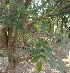  ( - DNAFR000351)  @11 [ ] Copyright (2014) Gujarat Biodiversity Gene Bank, GSBTM, DST, GoG Gujarat Biodiversity Gene Bank, GSBTM, DST, GoG