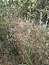  ( - DNAFR000320)  @11 [ ] Unspecified (default): All Rights Reserved  Gujarat Biodiversity Gene Bank, GSBTM, DST, GoG Gujarat Biodiversity Gene Bank, GSBTM, DST, GoG