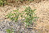  (Croton aequatoris - DNAFR000470)  @11 [ ] Copyright (2014) Gujarat Biodiversity Gene Bank, GSBTM, DST, GoG Gujarat Biodiversity Gene Bank, GSBTM, DST, GoG